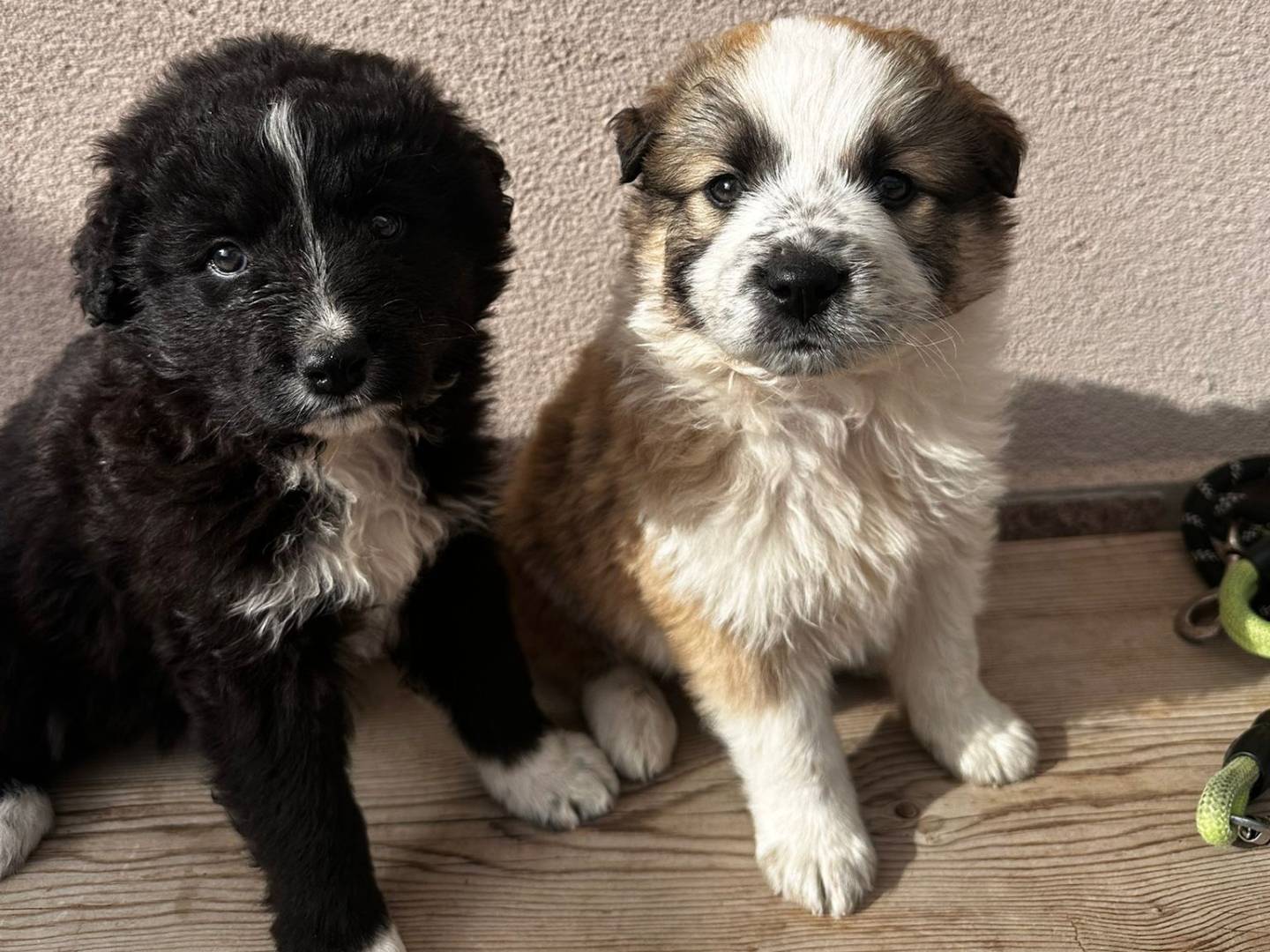 Adotta un cane, taglia media, maschio, Bergamo