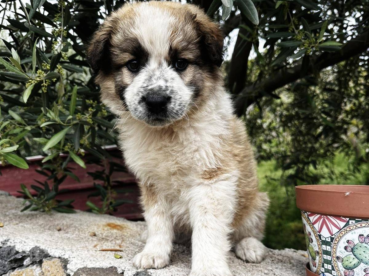 Vuoi adottare un cane a Bergamo?