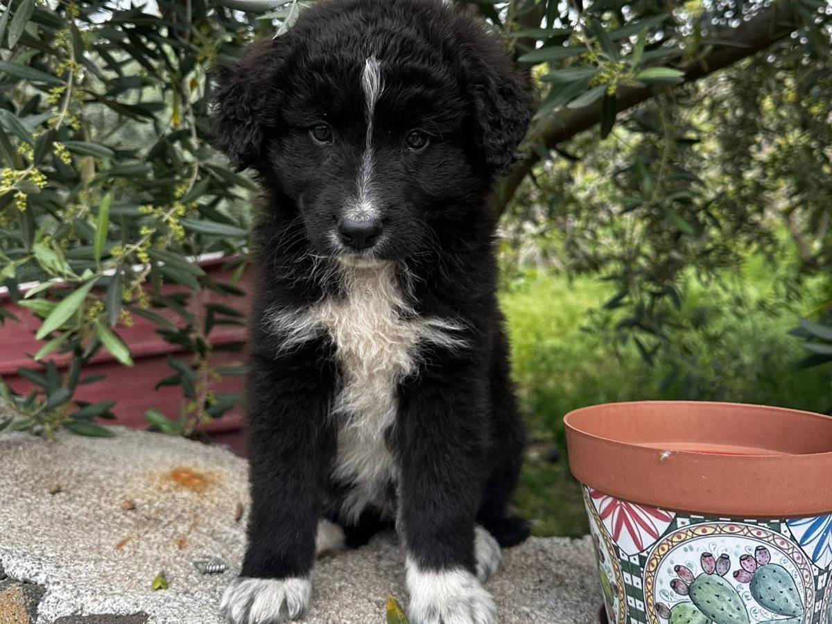 Vuoi adottare un cane a La?