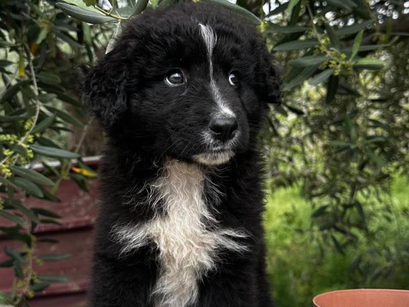 Adotta il cane Ninni la bambolina  a La