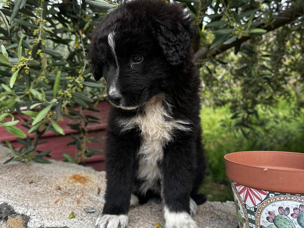 Adotta un cane, femmina, 2 mesi, La