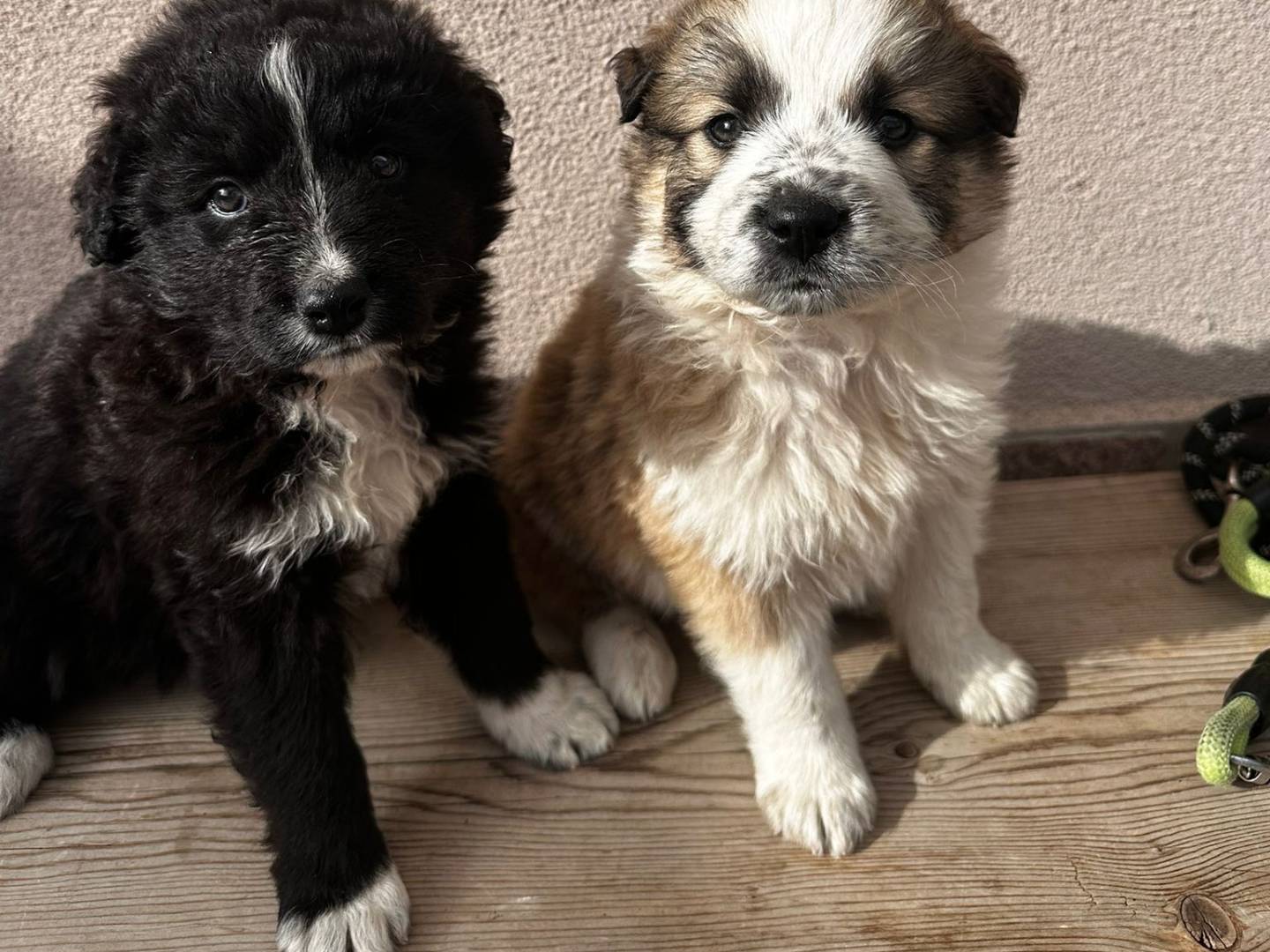 Adotta un cane, taglia media, femmina, La