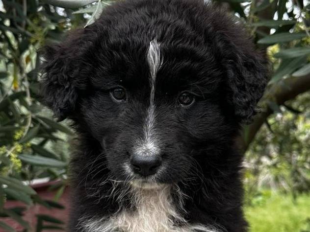 Adozione cane, femmina, Razza sconosciuta Razza sconosciuta, 2 mesi, taglia media, La