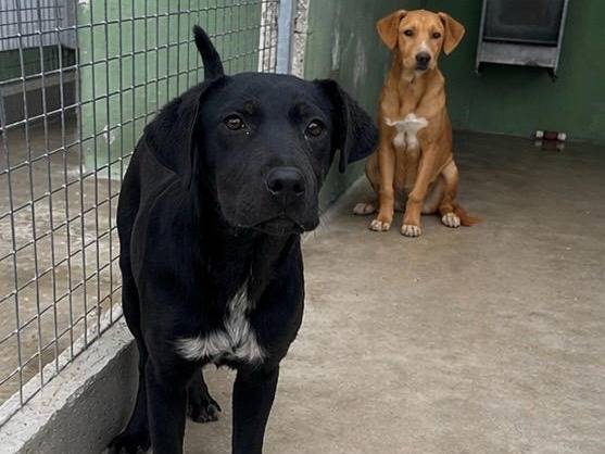 Adozione cane, femmina, Labrador Retriever Razza sconosciuta, 6 mesi, taglia piccola, Napoli