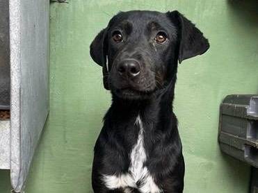 Adotta un cane, femmina, 6 mesi, Napoli