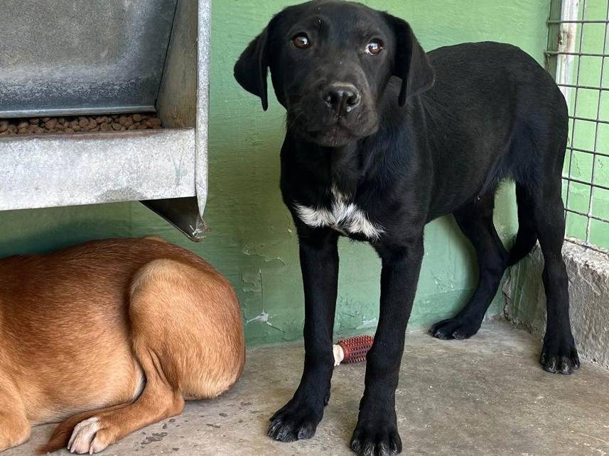 Adotta un cane, taglia piccola, femmina, Napoli