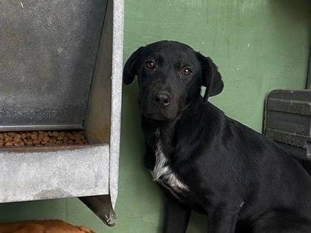 Vuoi adottare un cane a Napoli?