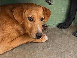 Adotta un cane, femmina, 6 mesi, Napoli