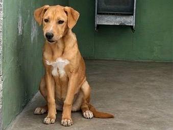 Adotta un cane, taglia piccola, femmina, Napoli