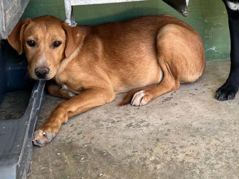 Vuoi adottare un cane a Napoli?