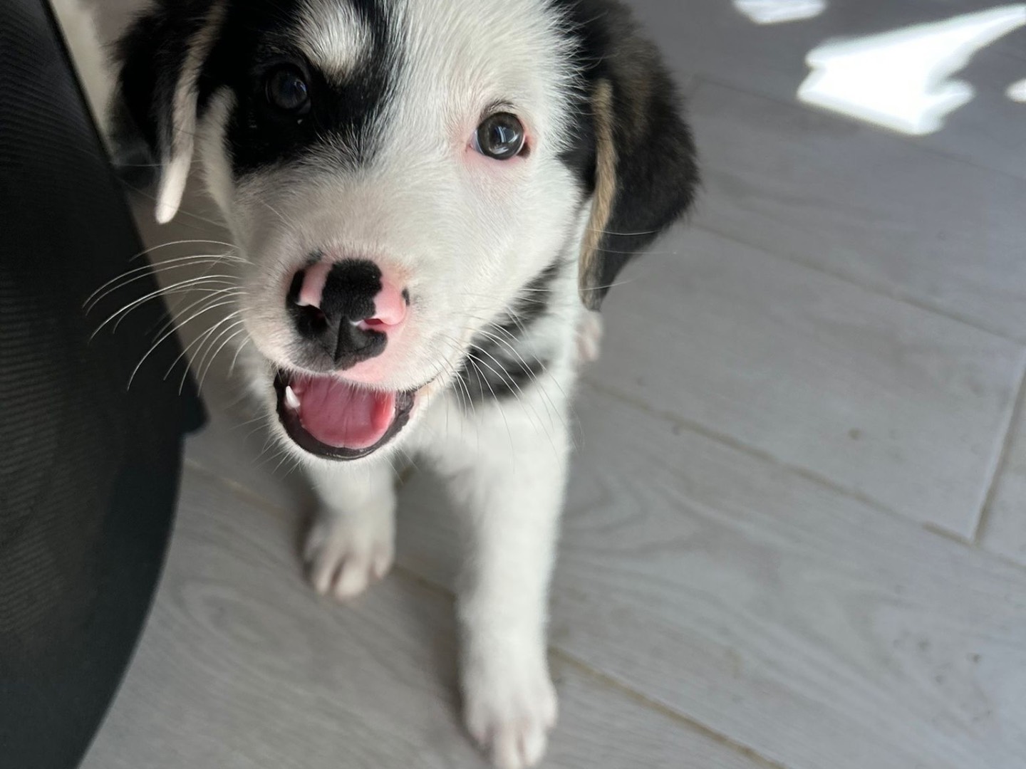 Adozione cane, maschio, Razza sconosciuta Razza sconosciuta, 3 mesi, taglia media, Catanzaro