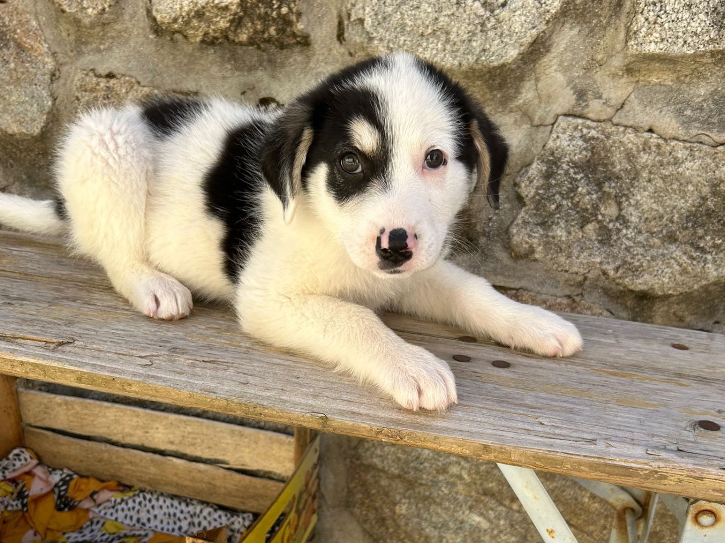 Adotta un cane, maschio, 3 mesi, Catanzaro
