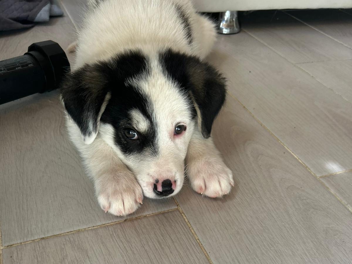 Adotta un cane, taglia media, maschio, Catanzaro