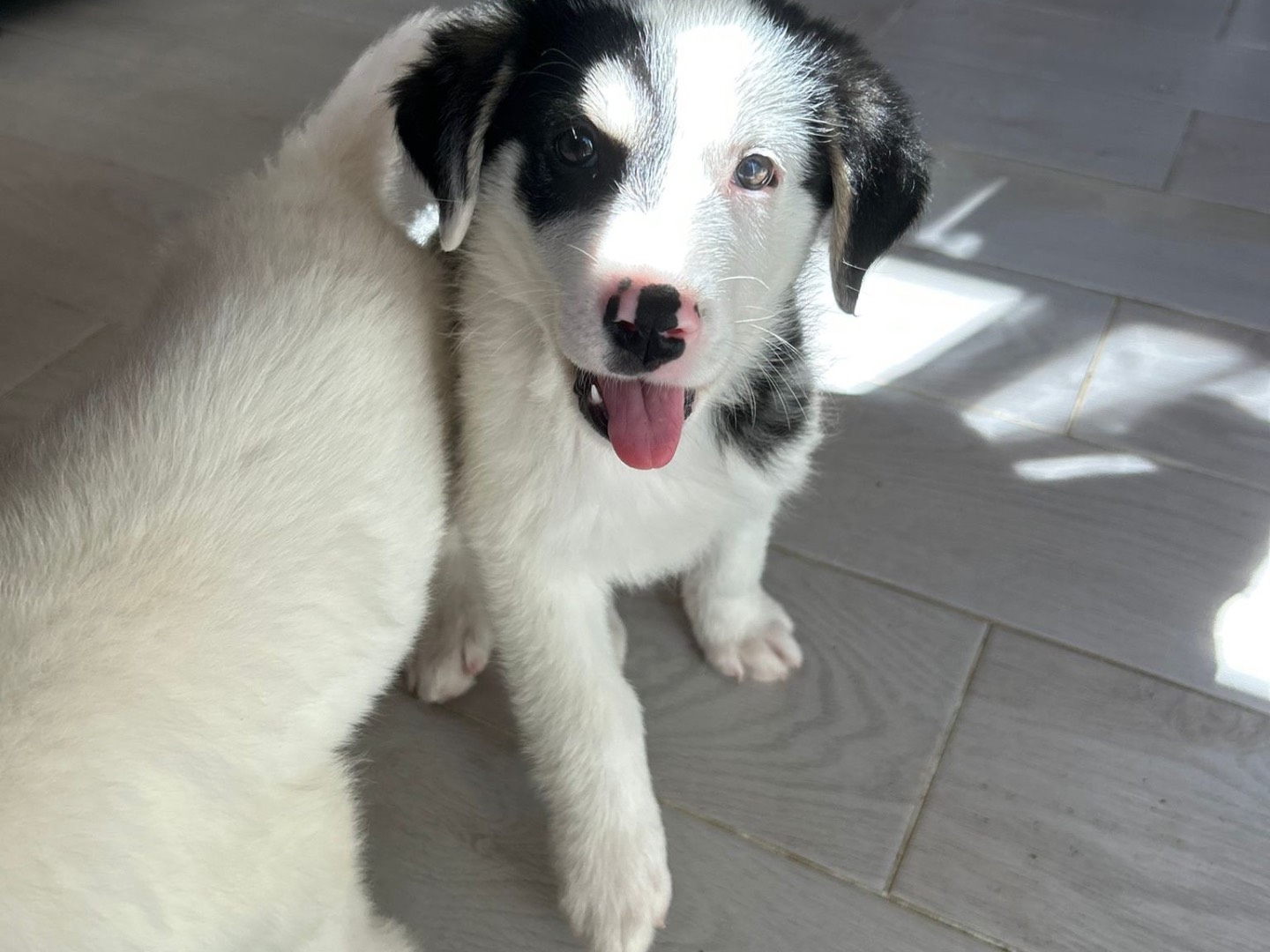 Vuoi adottare un cane a Catanzaro?