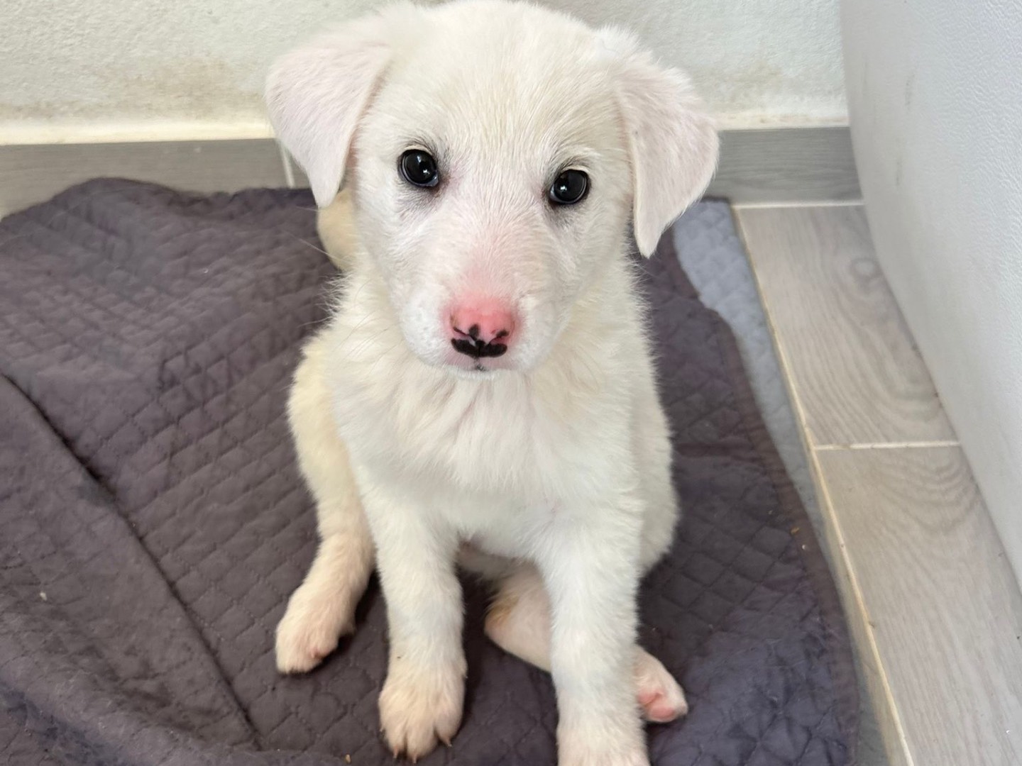Adozione cane, femmina, Razza sconosciuta Razza sconosciuta, 3 mesi, taglia media, Catanzaro