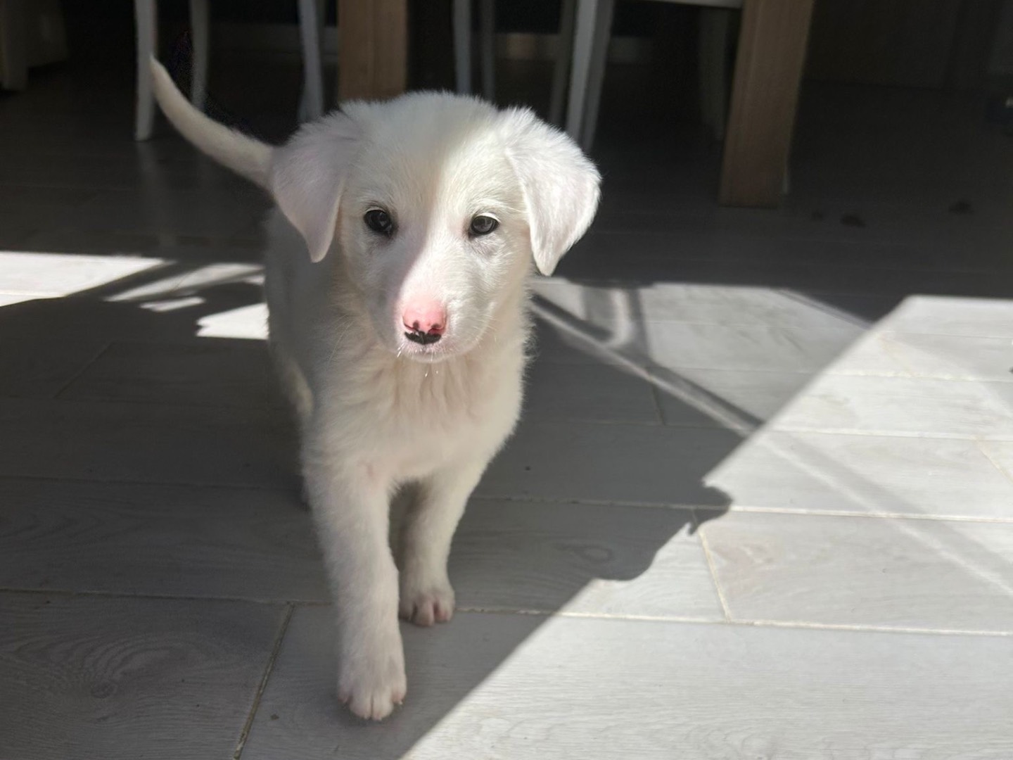 Adotta un cane, femmina, 3 mesi, Catanzaro