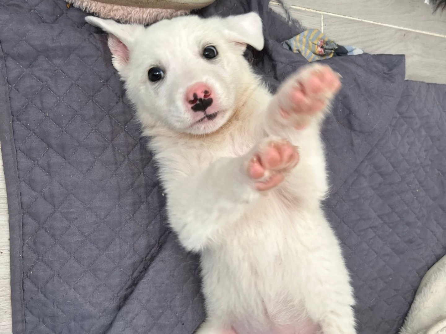 Adotta un cane, taglia media, femmina, Catanzaro