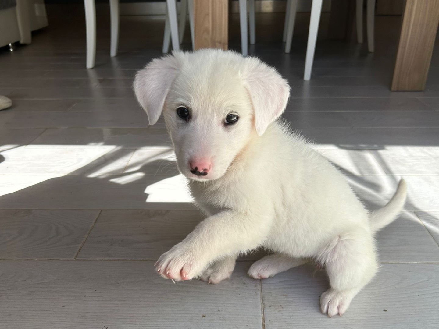 Vuoi adottare un cane a Catanzaro?