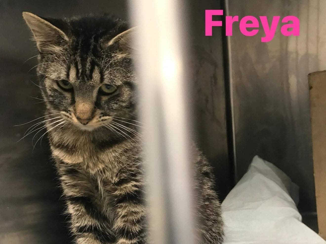 Adozione gatto, femmina, Razza sconosciuta Razza sconosciuta, 6 mesi, taglia non valida, Latina