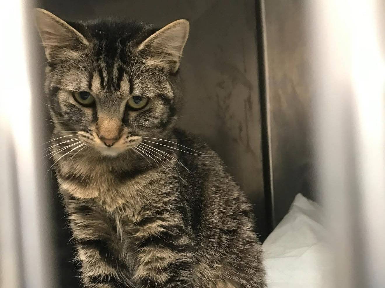 Adotta un gatto, femmina, 6 mesi, Latina