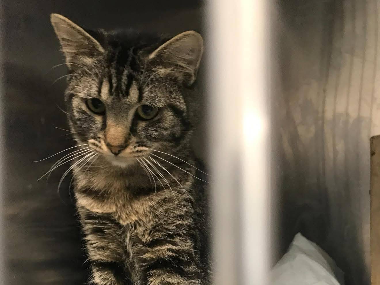 Adotta un gatto, taglia non valida, femmina, Latina