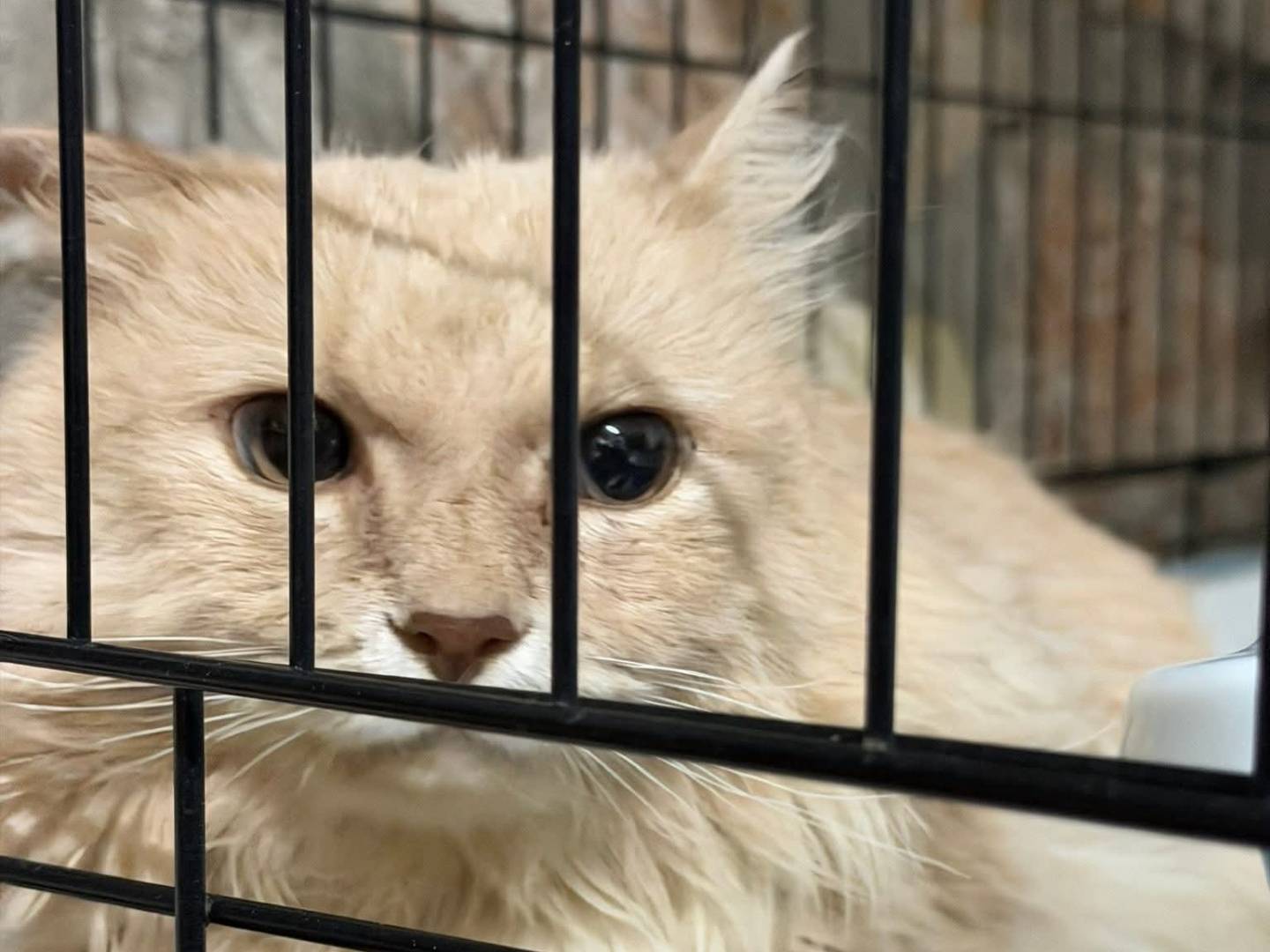 Adozione gatto, maschio, Razza sconosciuta Razza sconosciuta, 1 anno e 9 mesi, taglia non valida, Latina