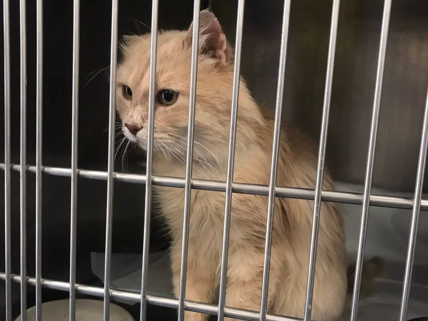 Adotta un gatto, maschio, 1 anno e 9 mesi, Latina