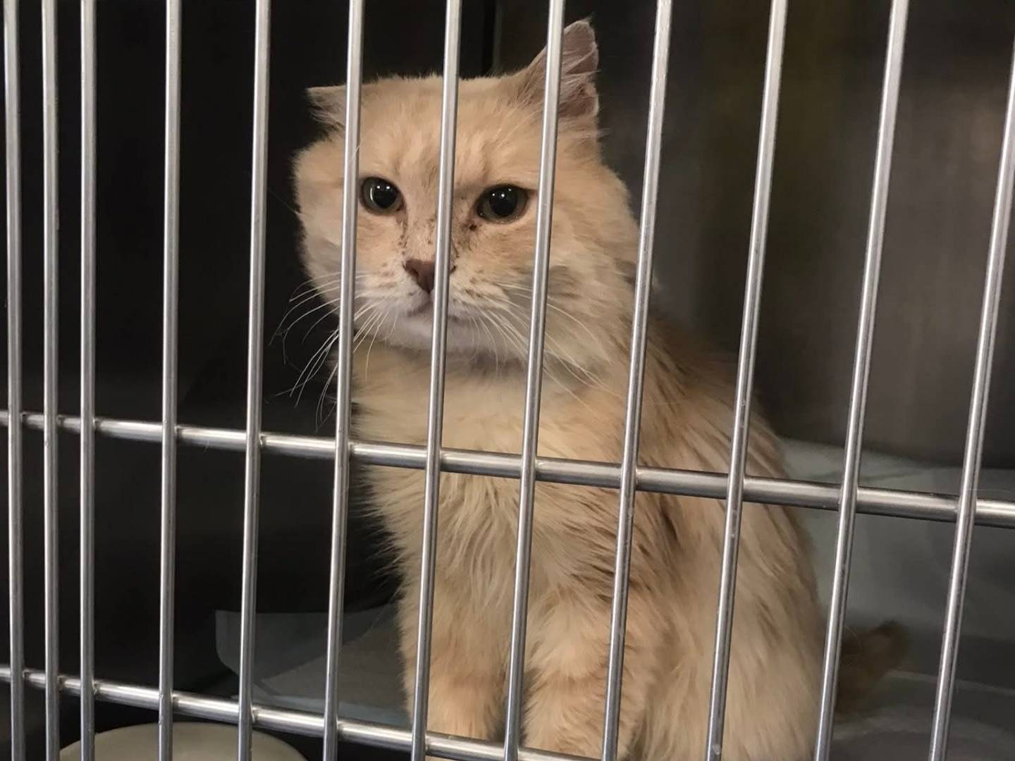 Adotta un gatto, taglia non valida, maschio, Latina