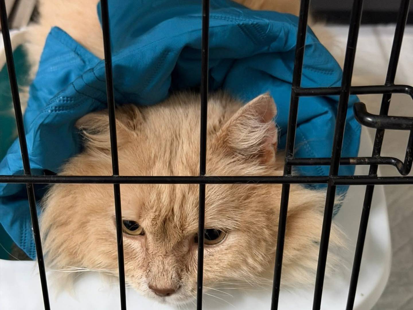 Adotta il gatto Mosè  a Latina