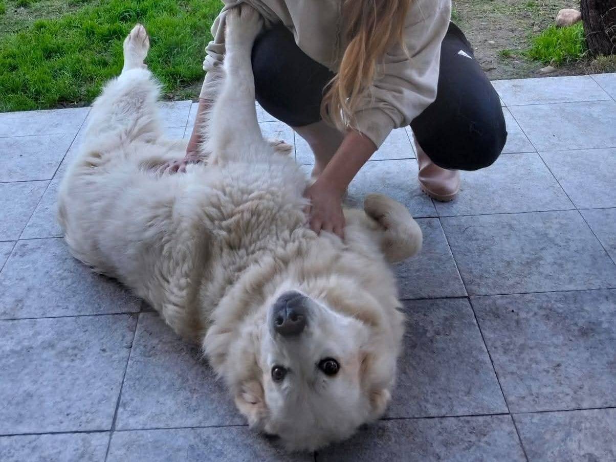Adotta un cane, maschio, 6 anni e 9 mesi, Siracusa