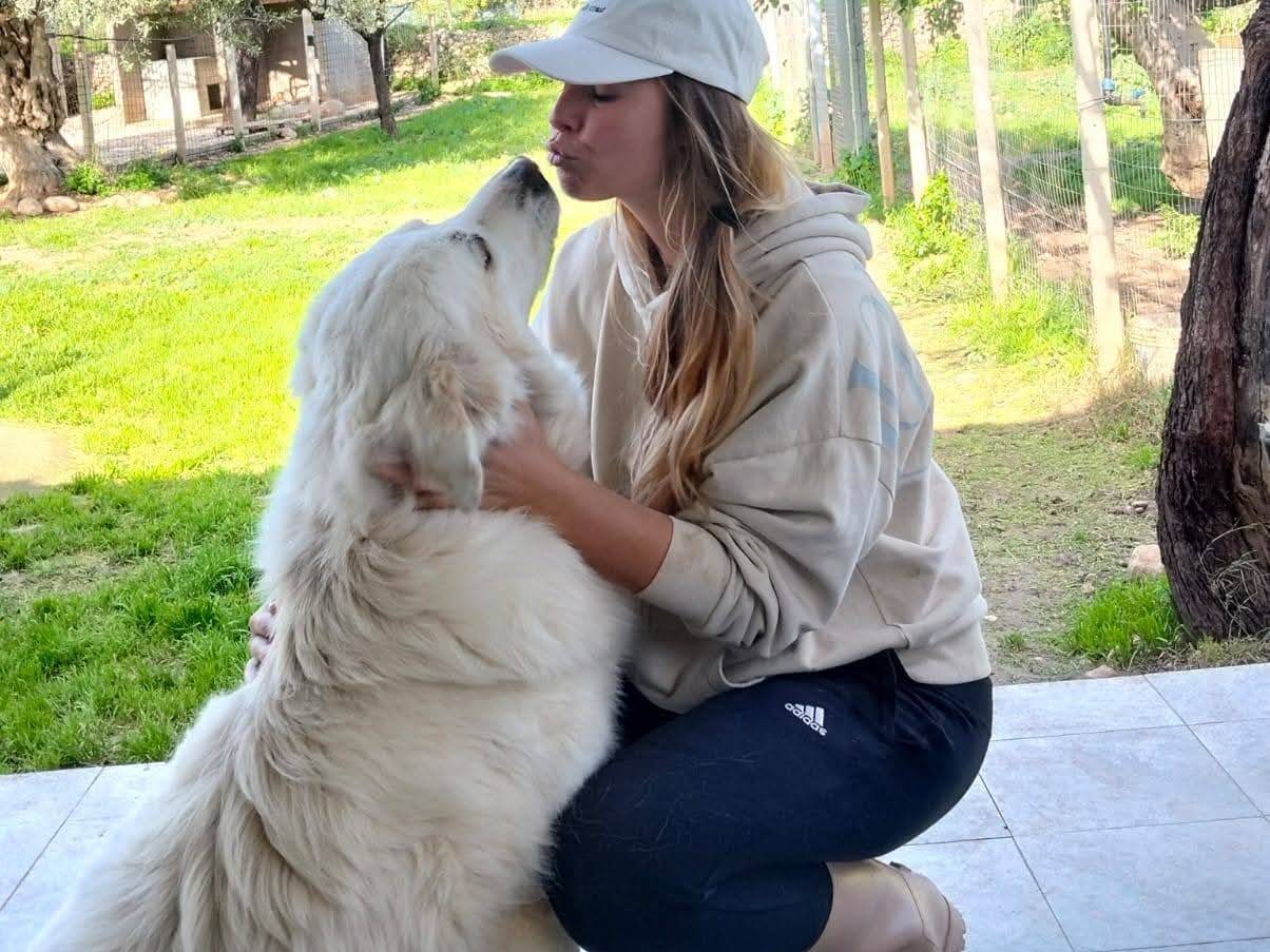 Adotta un cane, taglia gigante, maschio, Siracusa