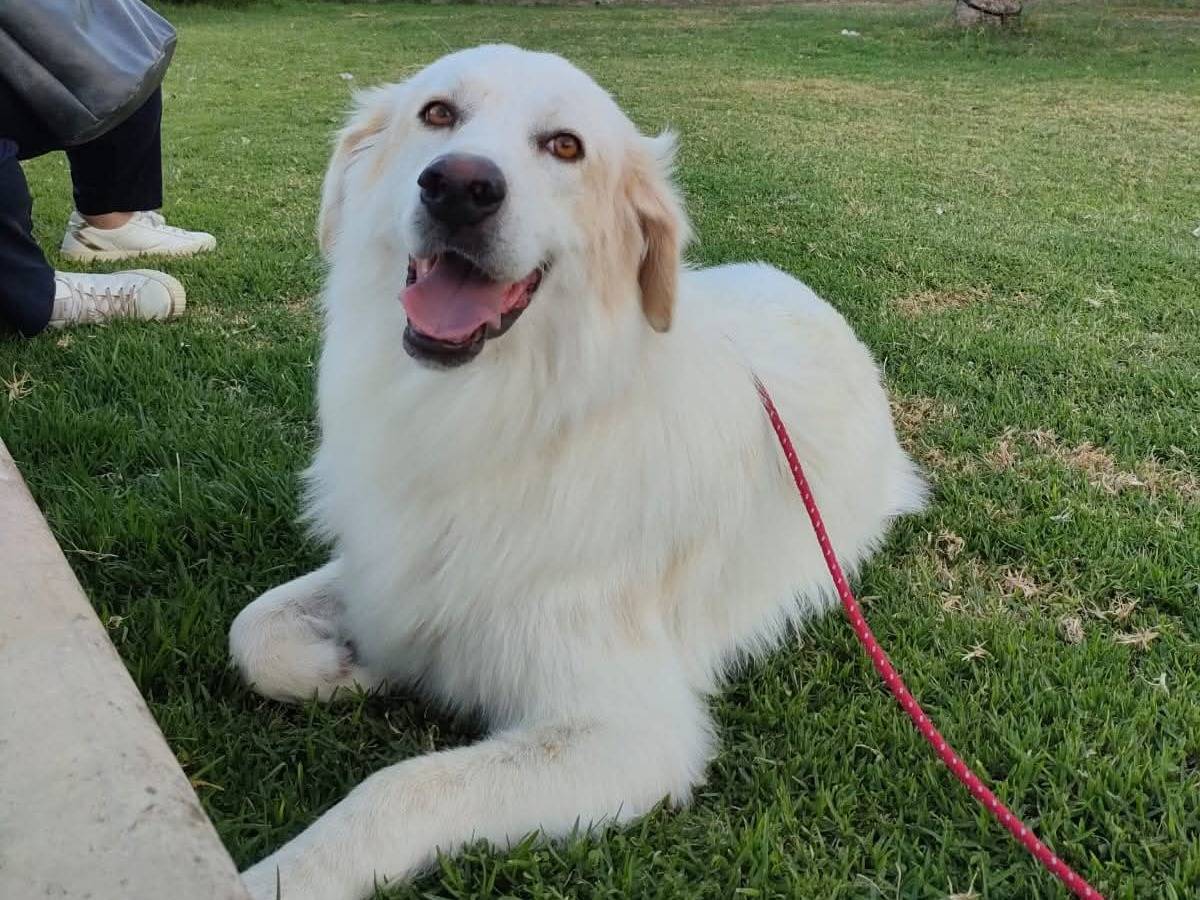 Adozione cane, maschio, Golden Retriever Razza sconosciuta, 6 anni e 9 mesi, taglia gigante, Siracusa