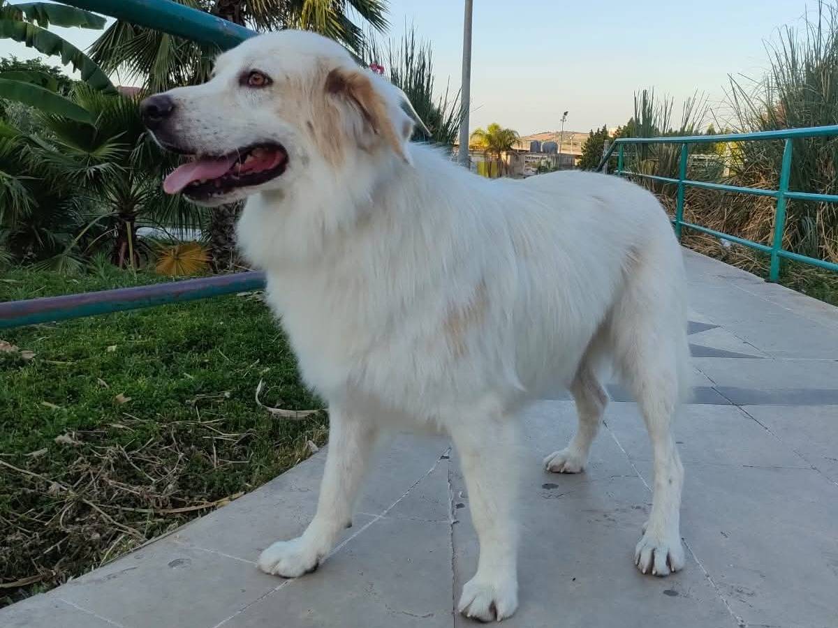 Vuoi adottare un cane a Siracusa?