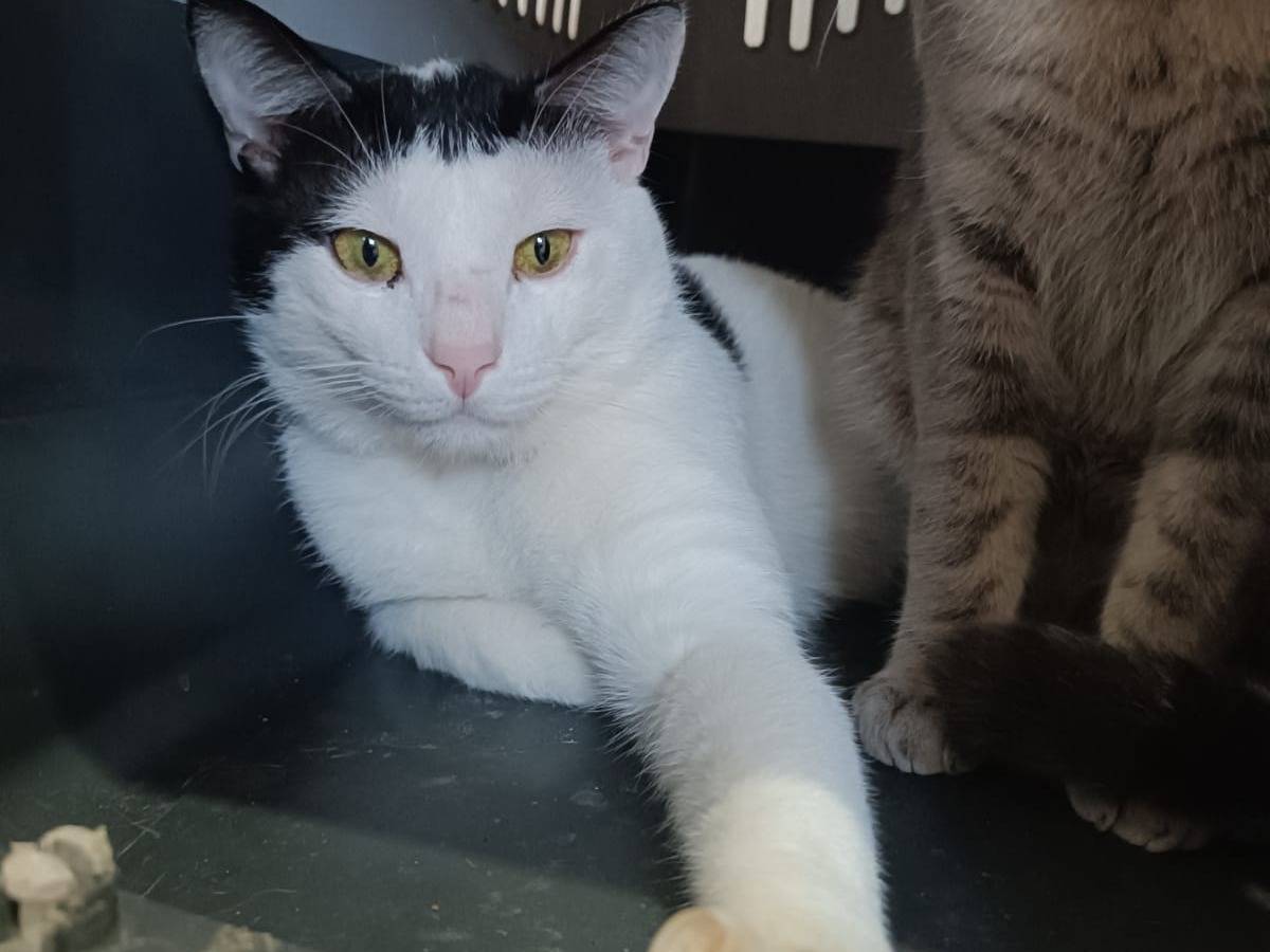 Adozione gatto, maschio, Razza sconosciuta Razza sconosciuta, 2 anni e 3 mesi, taglia non valida, Siracusa