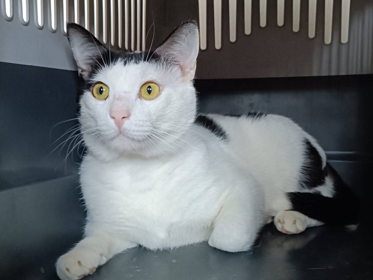 Adotta un gatto, maschio, 2 anni e 3 mesi, Siracusa