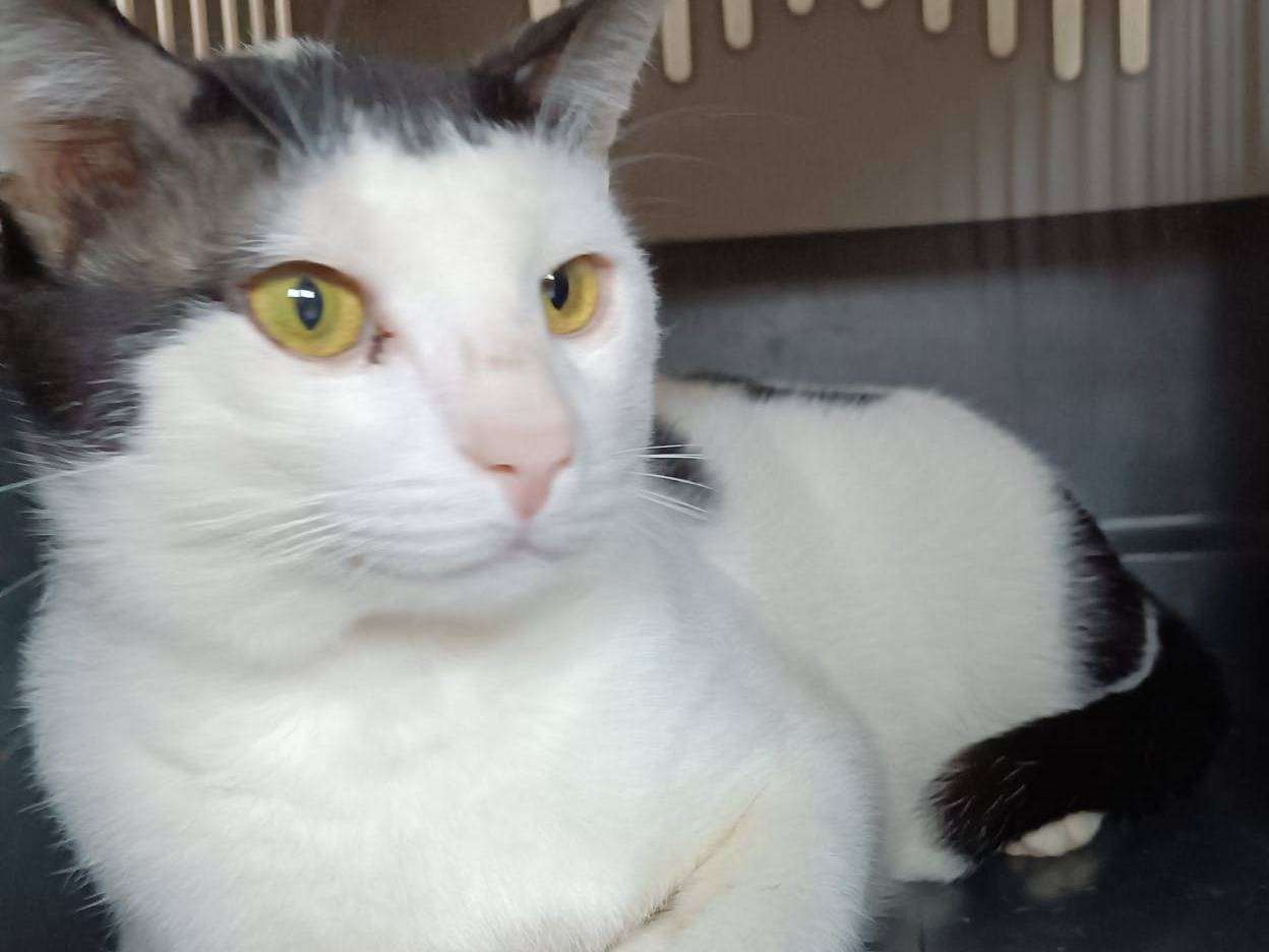 Adotta un gatto, taglia non valida, maschio, Siracusa