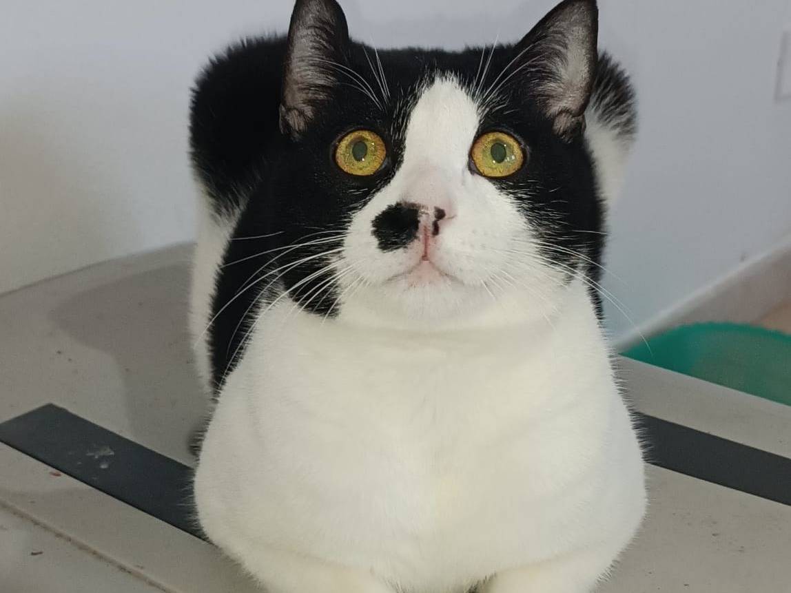 Vuoi adottare un gatto a Siracusa?