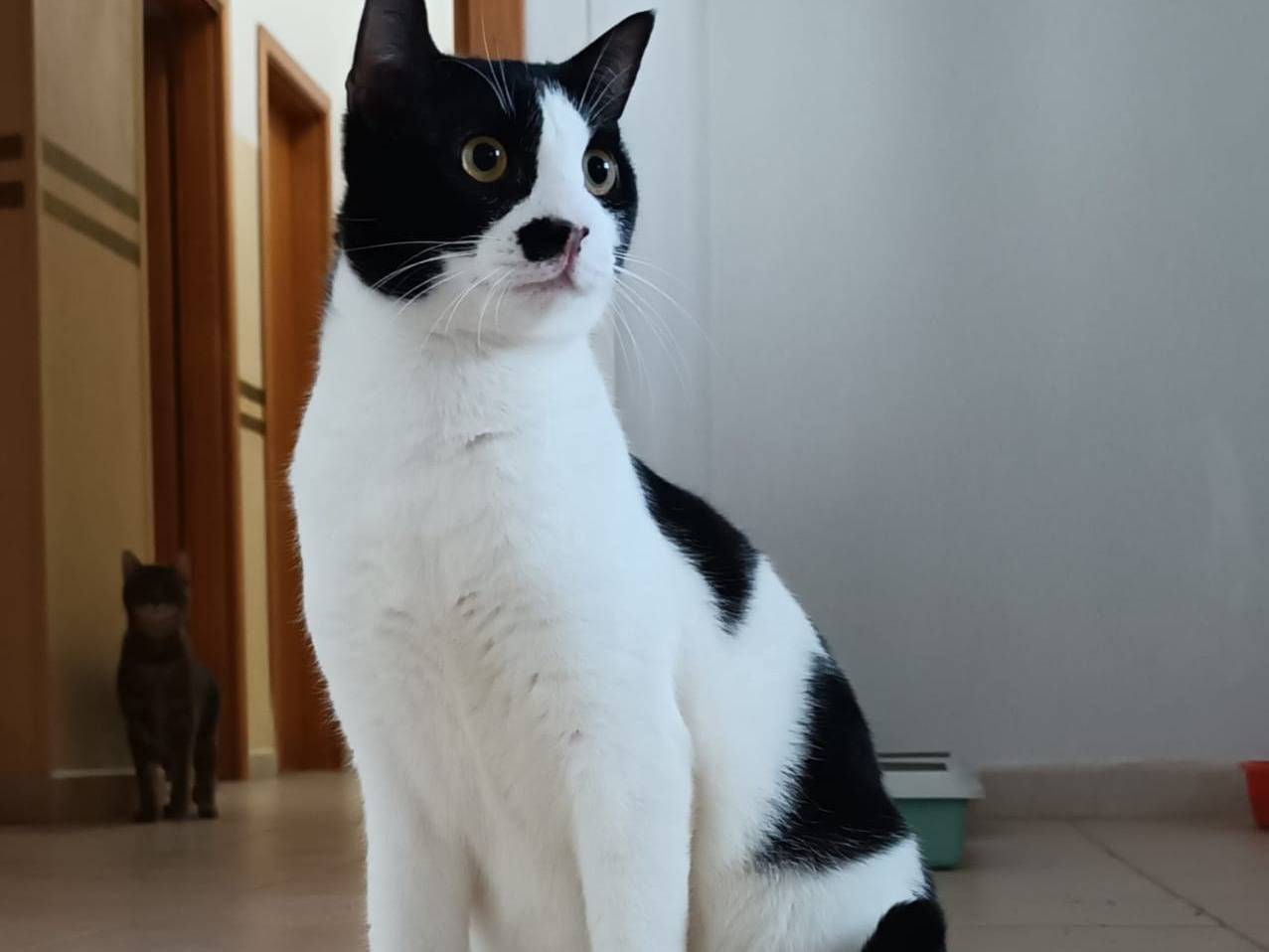 Adotta il gatto Pedro a Siracusa