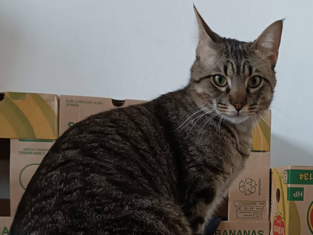 Adotta un gatto, maschio, 2 anni e 3 mesi, Siracusa