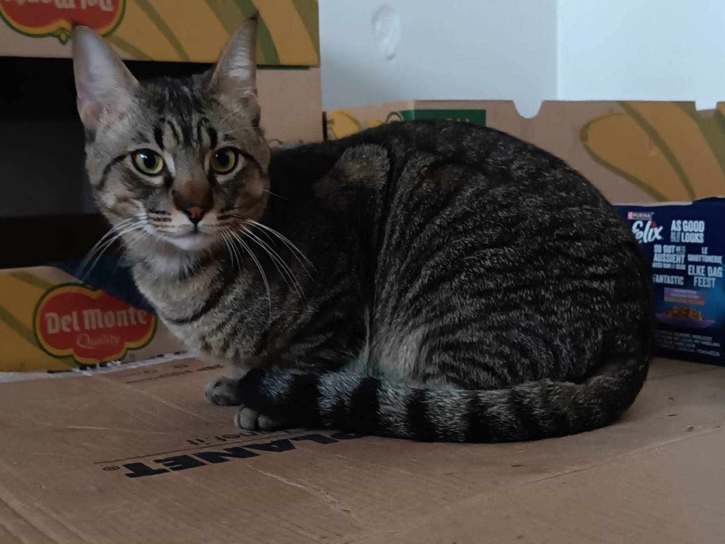 Adozione gatto, maschio, Razza sconosciuta Razza sconosciuta, 2 anni e 3 mesi, taglia non valida, Siracusa