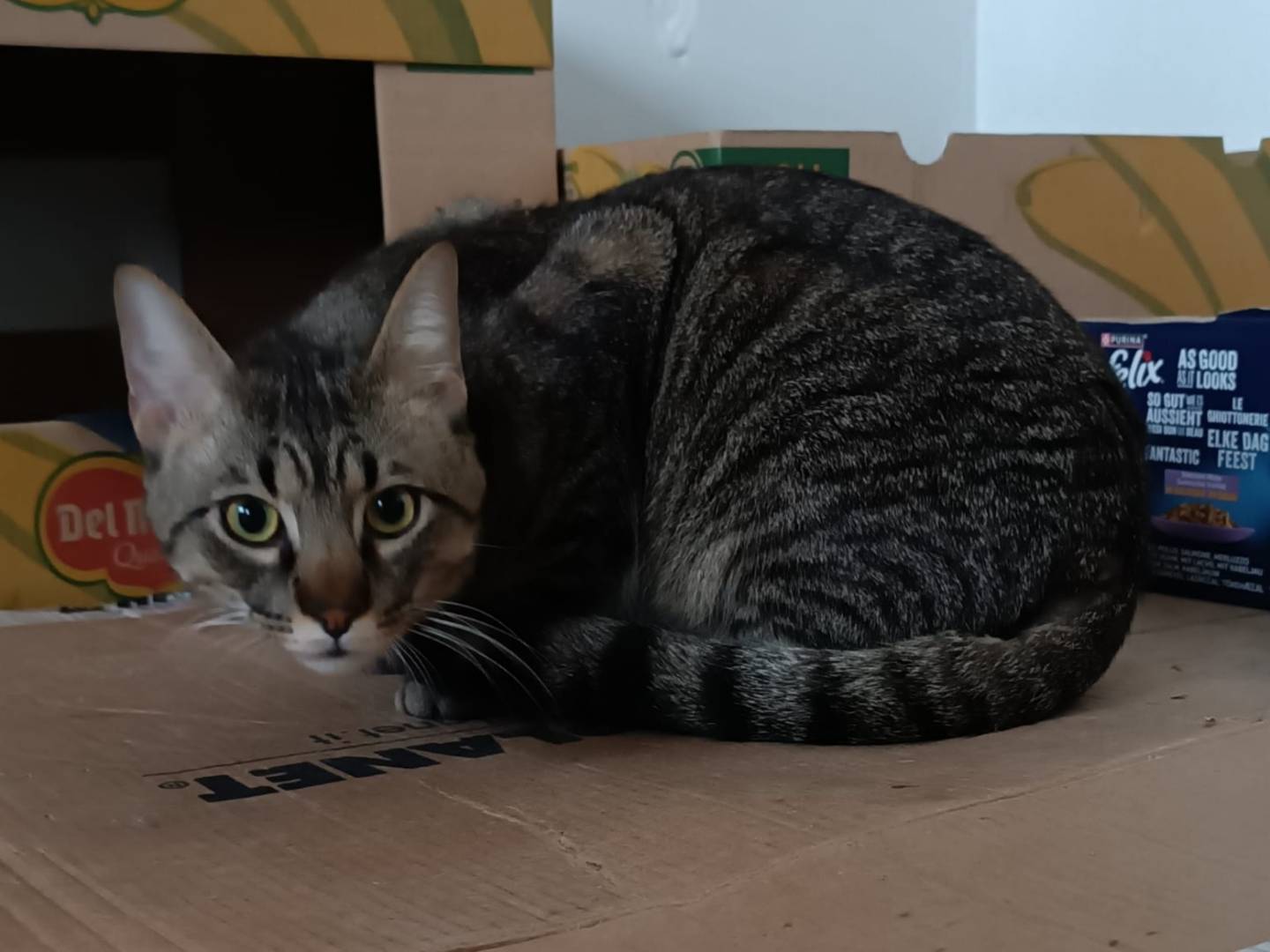 Adotta un gatto, taglia non valida, maschio, Siracusa