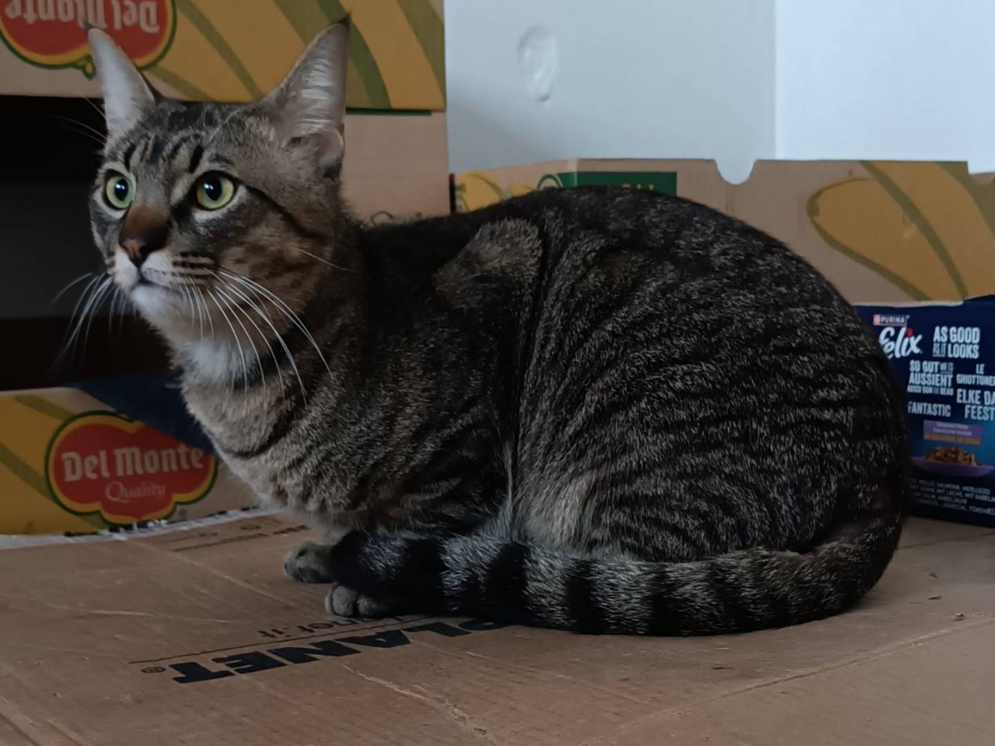 Vuoi adottare un gatto a Siracusa?