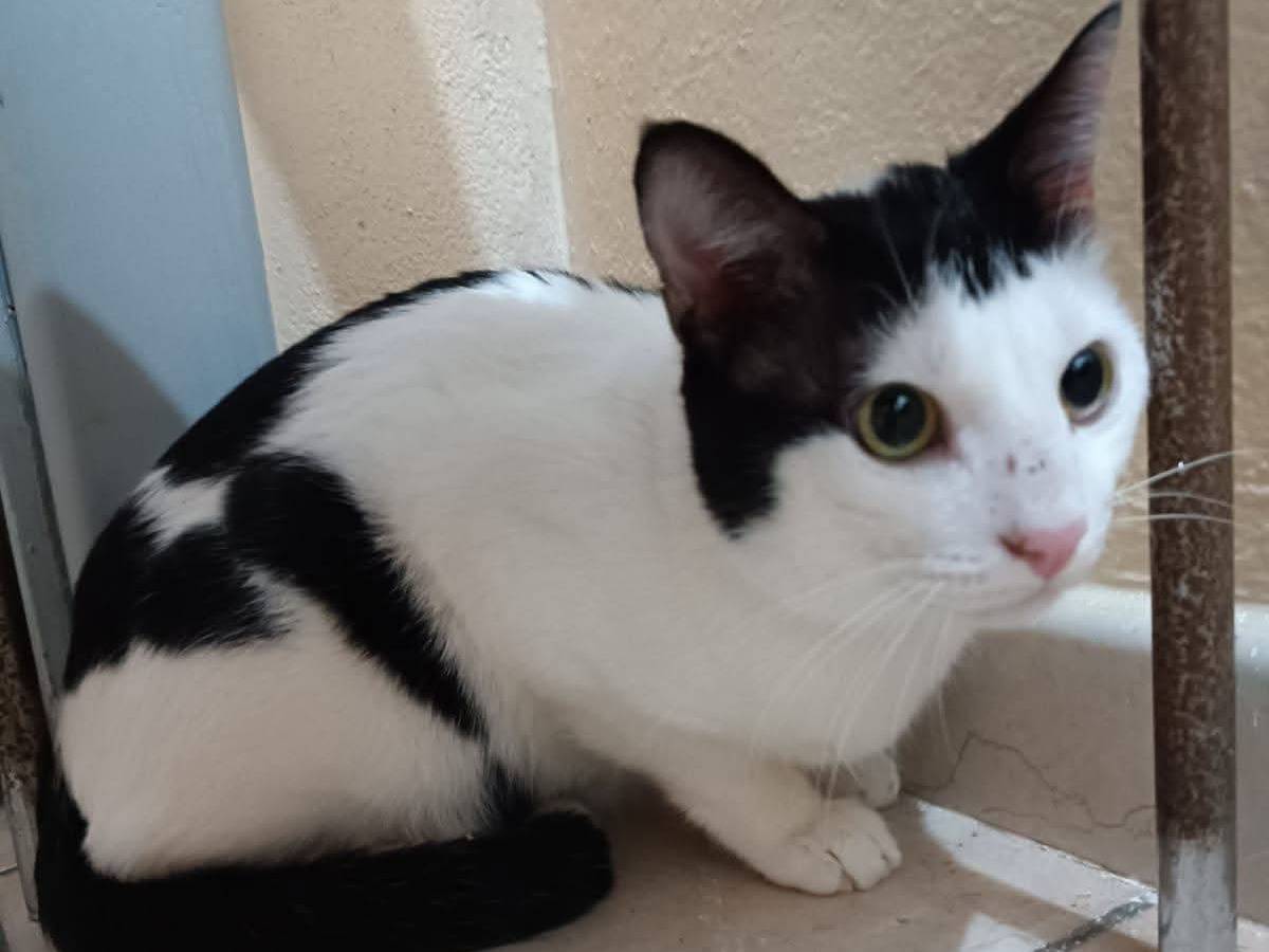 Adozione gatto, maschio, Razza sconosciuta Razza sconosciuta, 2 anni e 3 mesi, taglia non valida, Siracusa