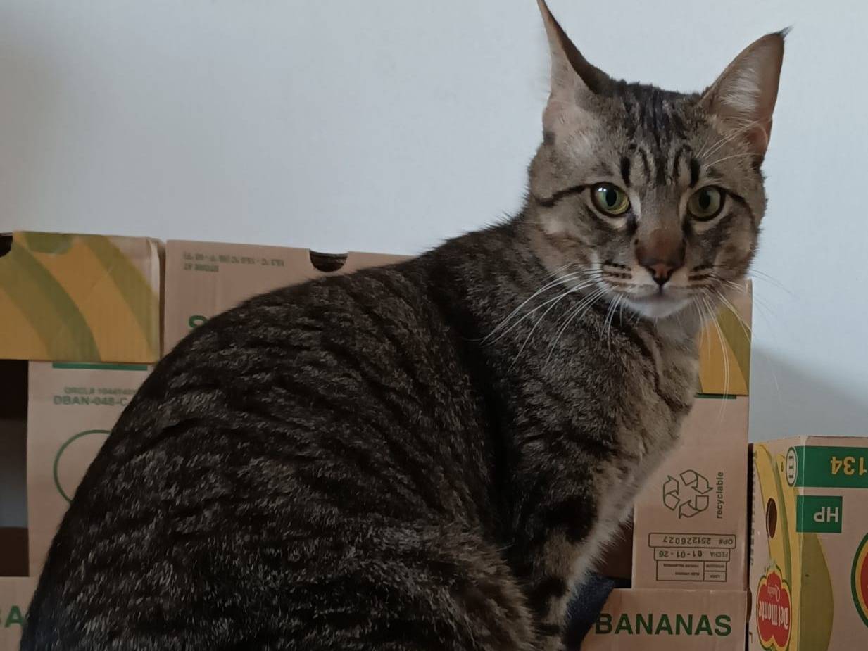 Adotta un gatto, maschio, 2 anni e 4 mesi, Siracusa