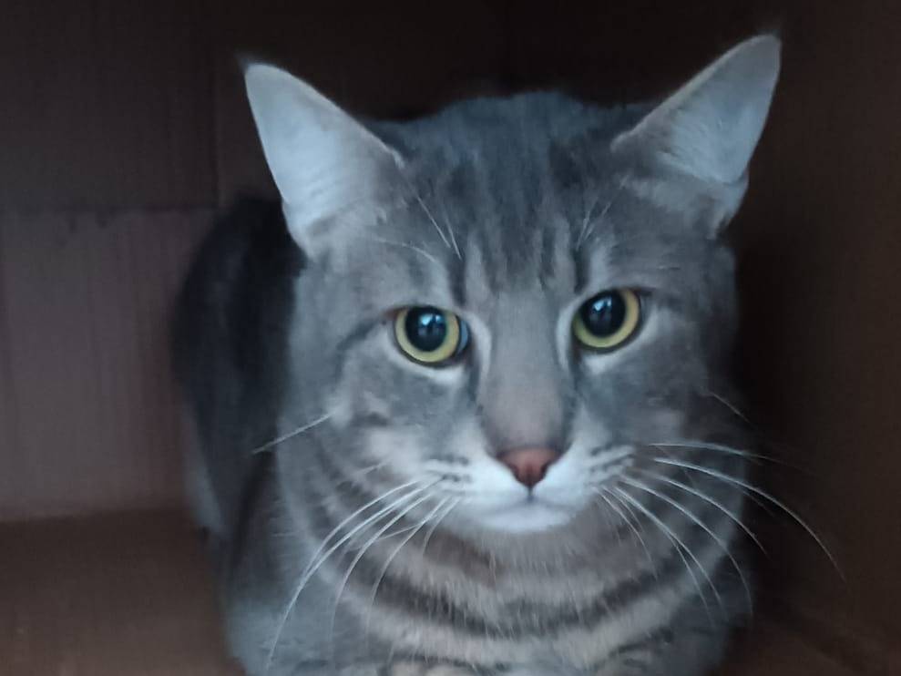 Adotta un gatto, taglia non valida, maschio, Siracusa
