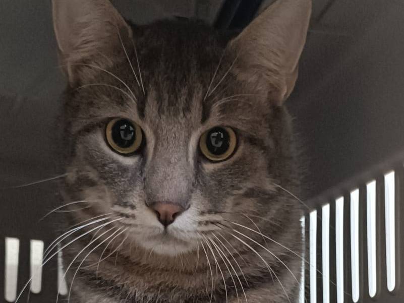 Vuoi adottare un gatto a Siracusa?