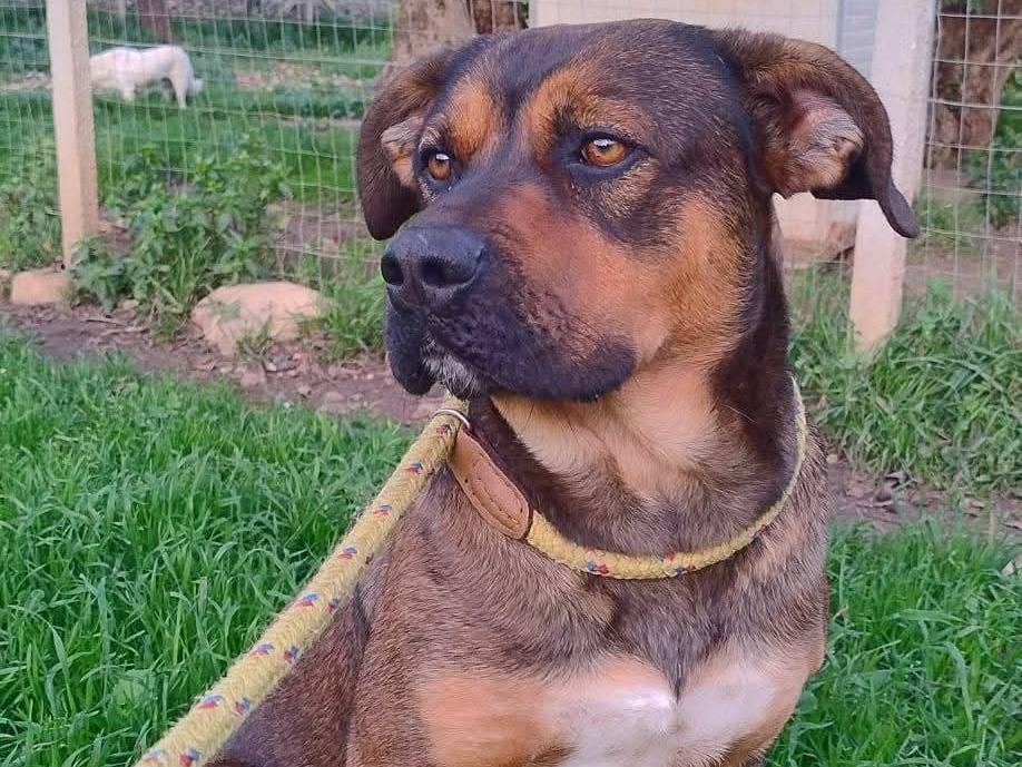 Adozione cane, maschio, Razza sconosciuta Razza sconosciuta, 1 anno e 2 mesi, taglia media, Siracusa