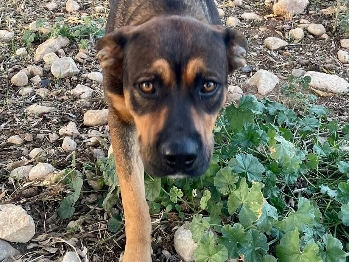 Adotta un cane, taglia media, maschio, Siracusa