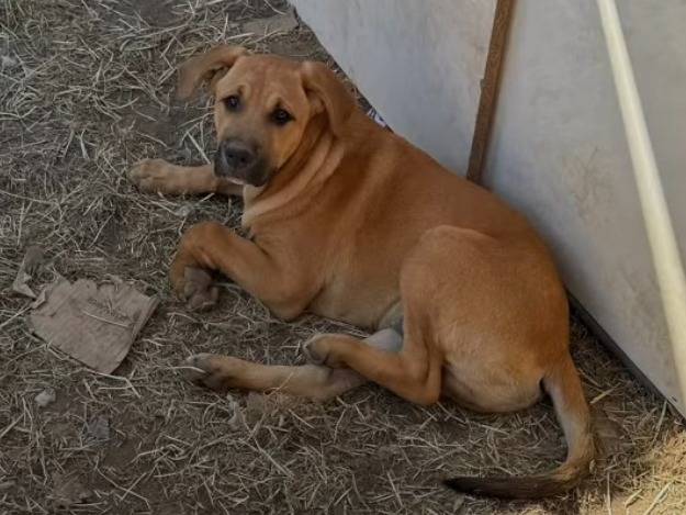 Adozione cane, maschio, Razza sconosciuta Razza sconosciuta, 5 mesi, taglia grande, Caserta