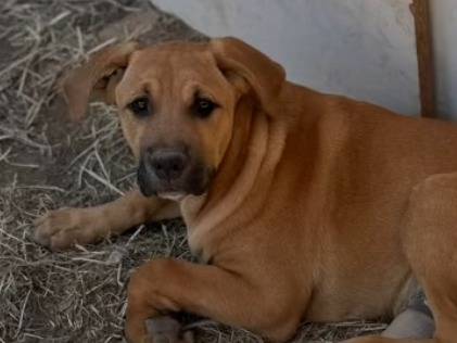 Adotta un cane, maschio, 5 mesi, Caserta